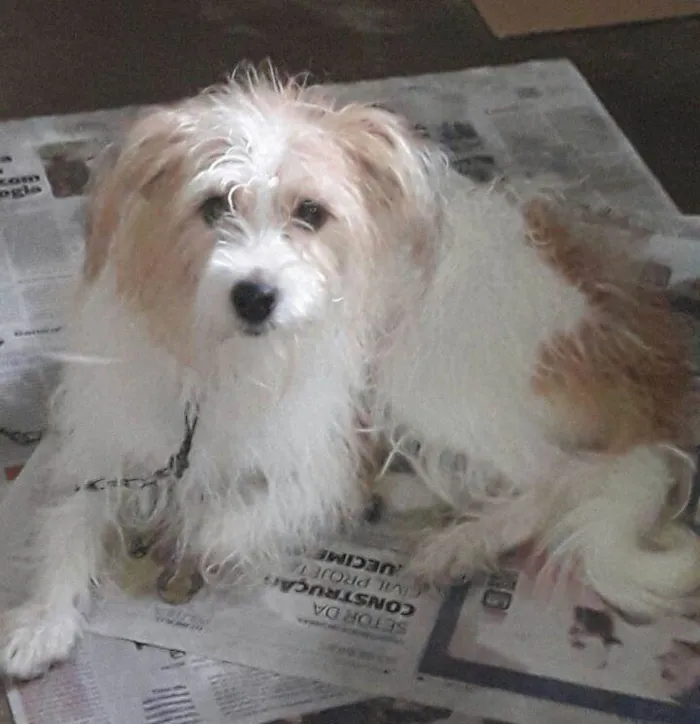 Cachorro ra a Poodle misturado idade 2 anos nome BLUE 