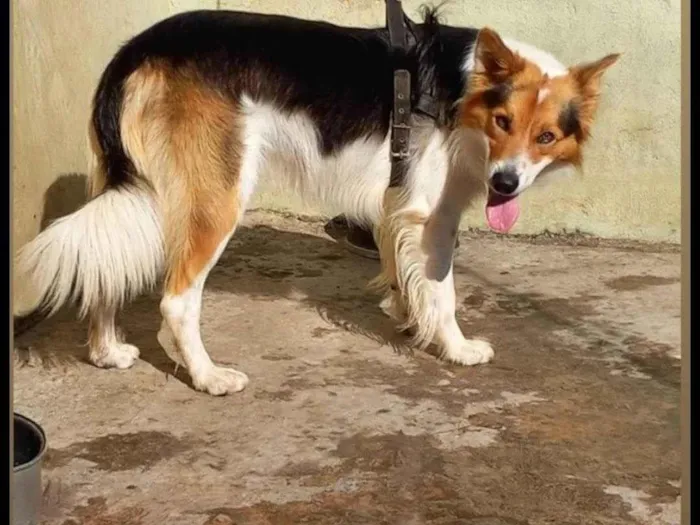 Cachorro ra a Border collie idade 3 anos nome Hector