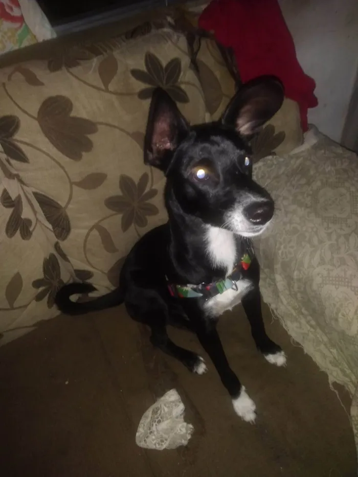 Cachorro ra a SRD idade 7 a 11 meses nome Pretinho 