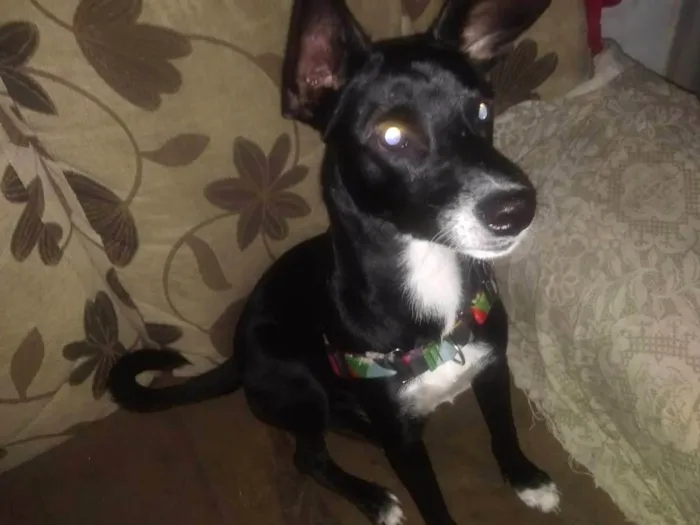 Cachorro ra a SRD idade 7 a 11 meses nome Pretinho 
