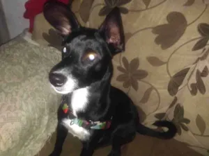 Cachorro raça SRD idade 7 a 11 meses nome Pretinho 