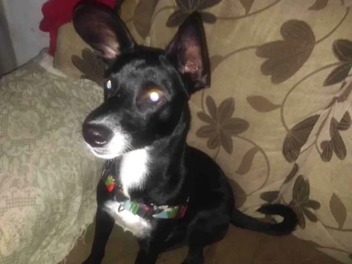 Cachorro ra a SRD idade 7 a 11 meses nome Pretinho 