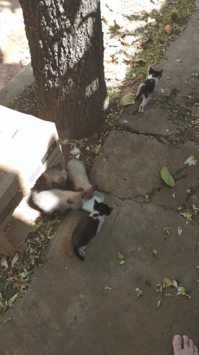 Gato raça SRD idade 2 a 6 meses nome Não temos nomes ainda 