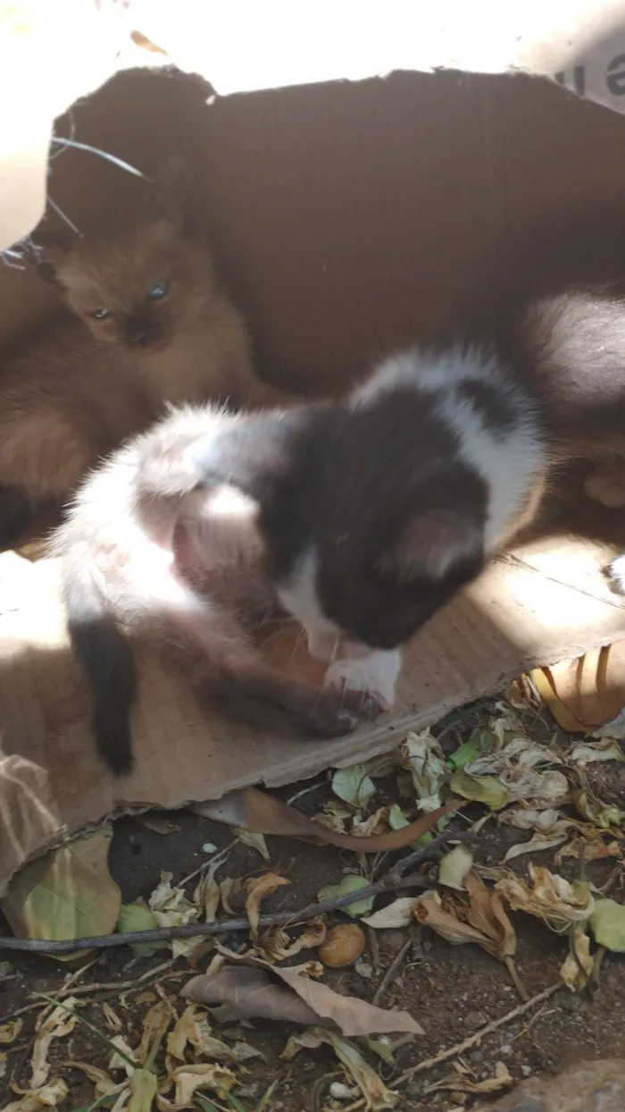 Gato raça SRD idade 2 a 6 meses nome Não temos nomes ainda 