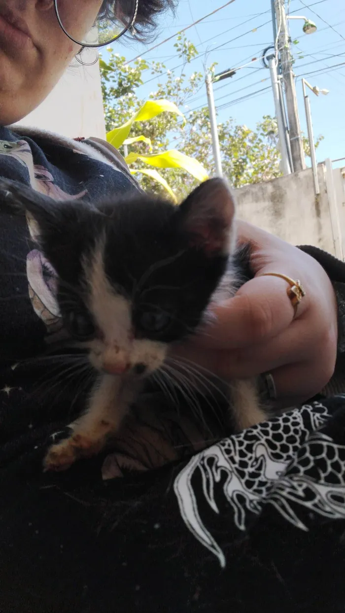 Gato raça SRD idade 2 a 6 meses nome Não temos nomes ainda 