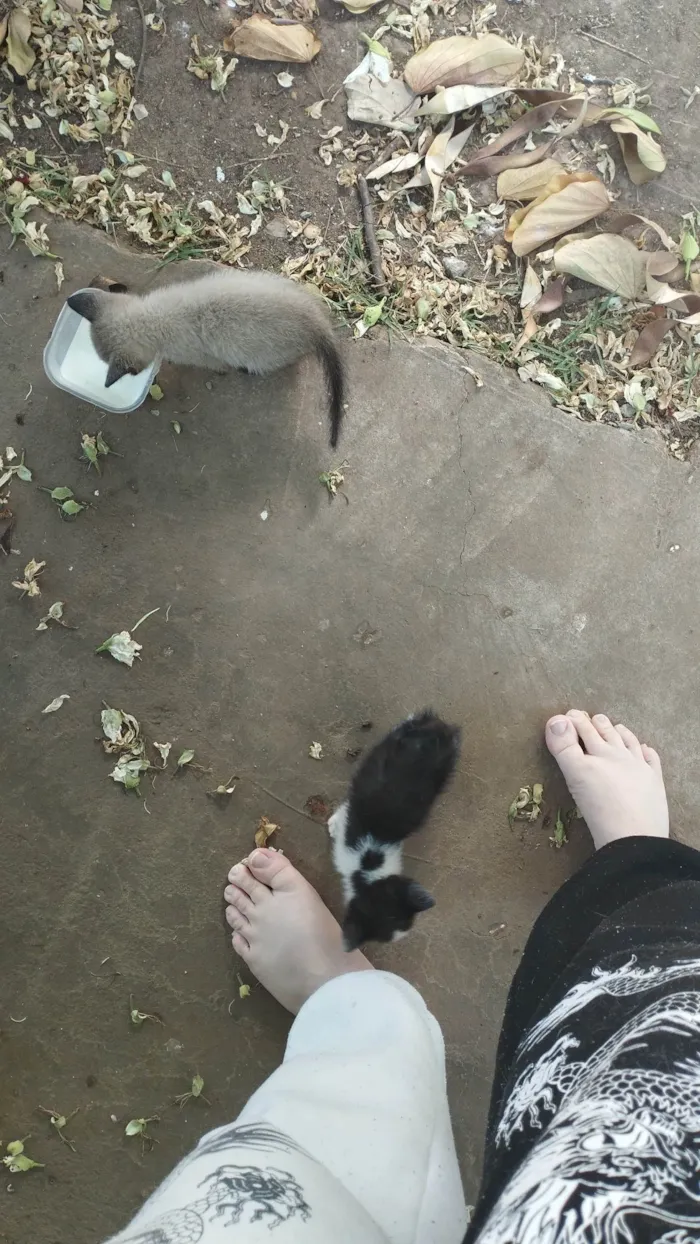 Gato raça SRD idade 2 a 6 meses nome Não temos nomes ainda 