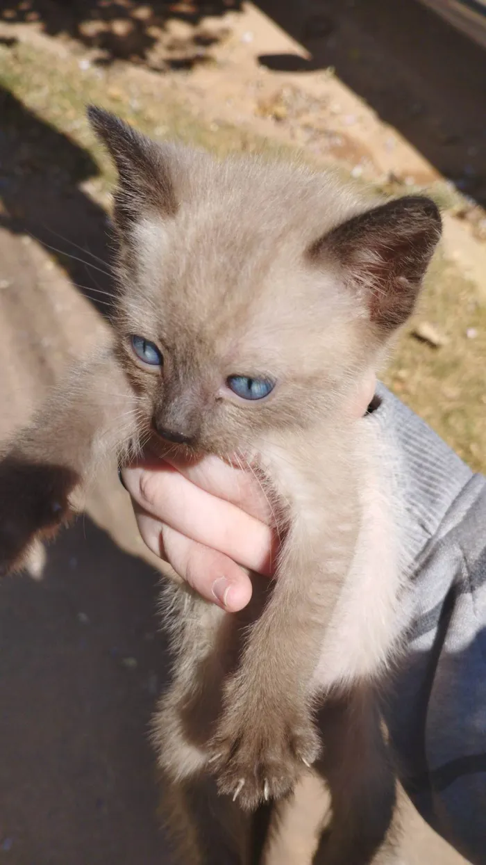 Gato raça SRD idade 2 a 6 meses nome Não temos nomes ainda 