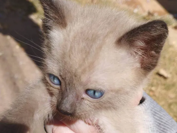 Gato raça SRD idade 2 a 6 meses nome Não temos nomes ainda 
