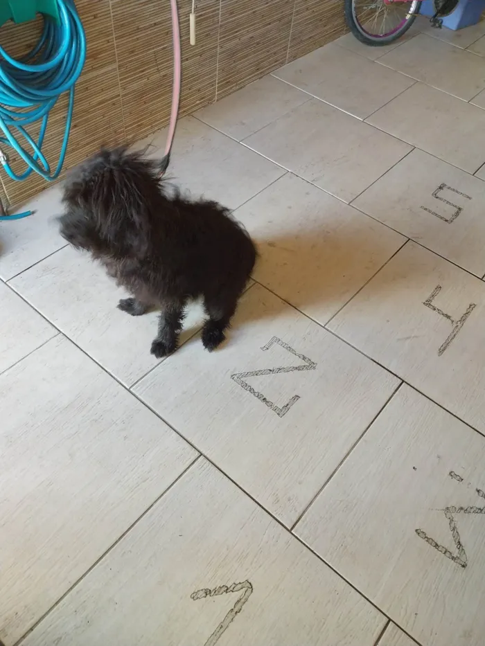 Cachorro ra a SRD-ViraLata idade 1 ano nome Gibi