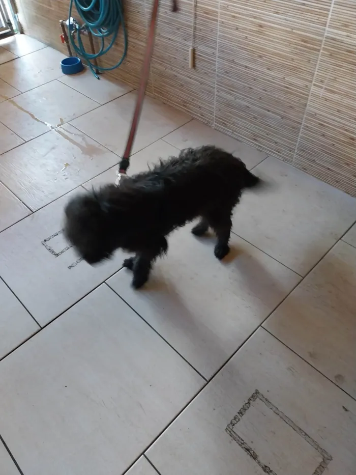 Cachorro ra a SRD-ViraLata idade 1 ano nome Gibi