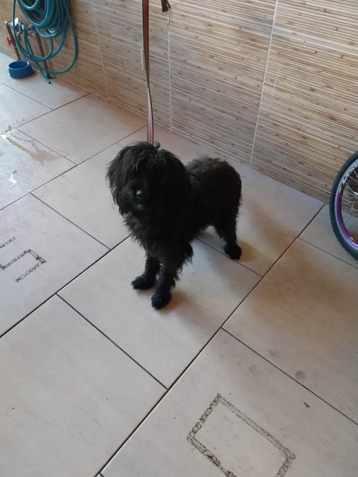 Cachorro ra a SRD-ViraLata idade 1 ano nome Gibi