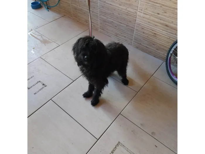 Cachorro ra a SRD-ViraLata idade 1 ano nome Gibi