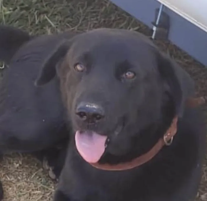 Cachorro ra a Mestico  idade 1 ano nome Zeus 