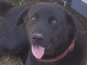 Cachorro raça Mestico  idade 1 ano nome Zeus 