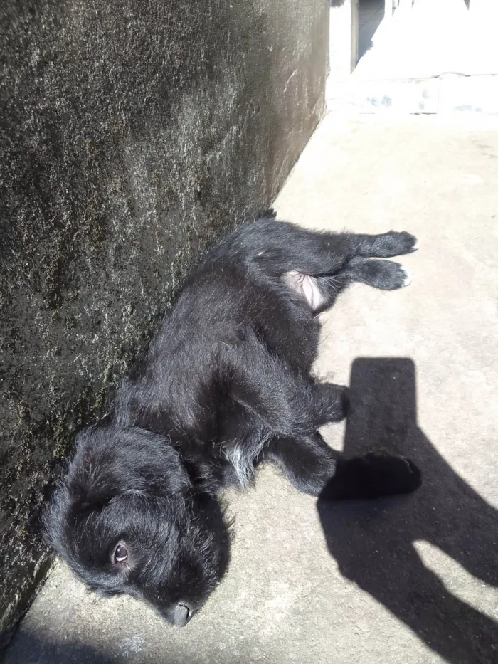 Cachorro ra a Pudol idade 2 a 6 meses nome Filhotes