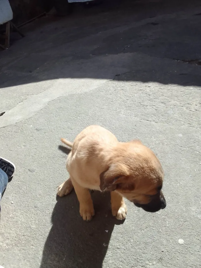 Cachorro ra a Pudol idade 2 a 6 meses nome Filhotes