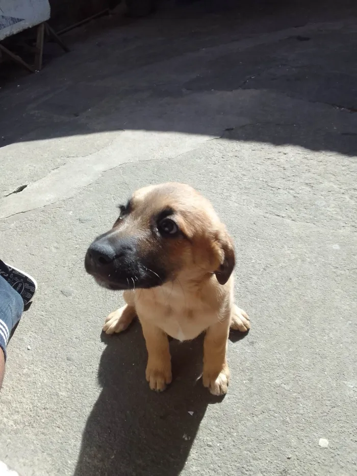 Cachorro ra a Pudol idade 2 a 6 meses nome Filhotes