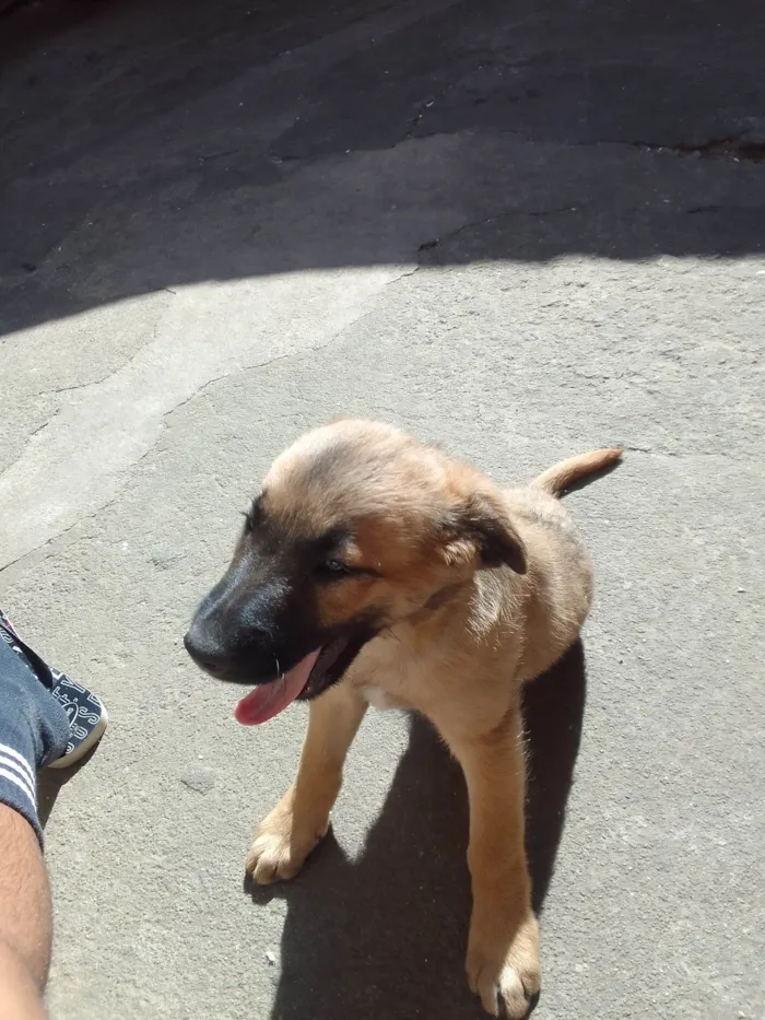 Cachorro ra a Pudol idade 2 a 6 meses nome Filhotes