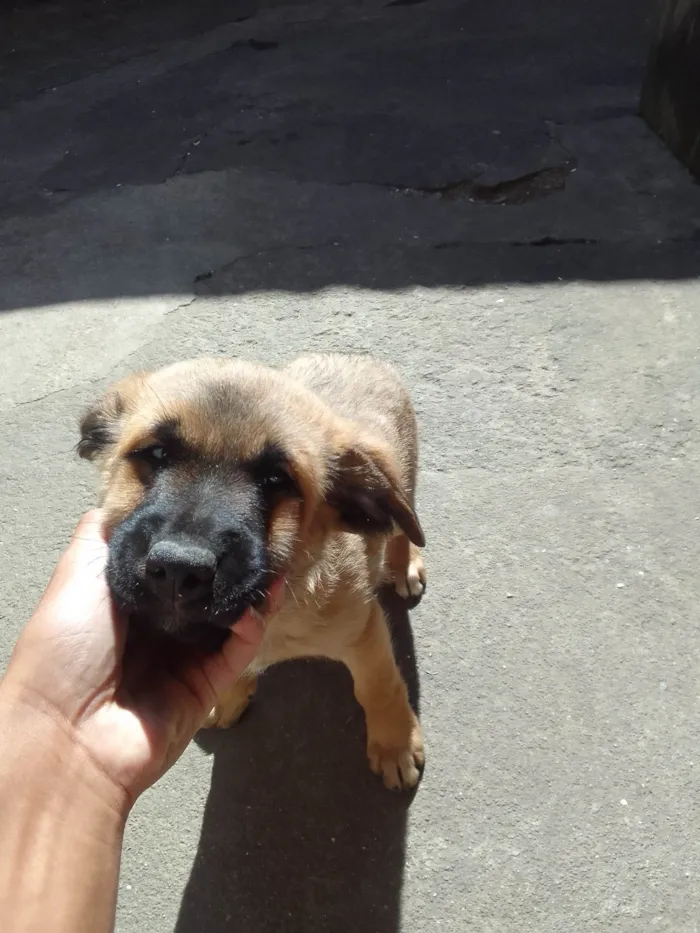 Cachorro ra a Pudol idade 2 a 6 meses nome Filhotes