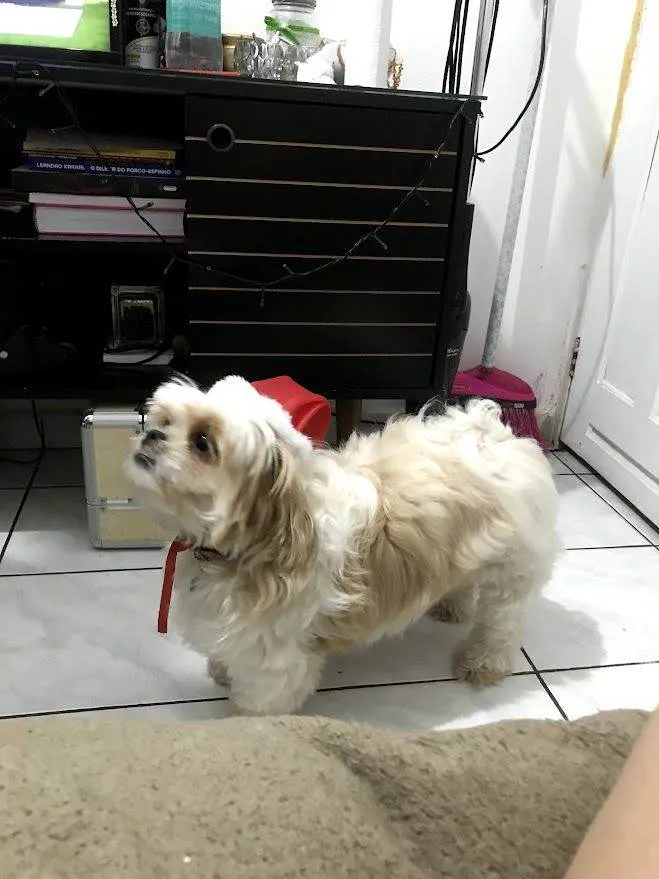 Cachorro ra a Lhasa Apso idade 5 anos nome Poly