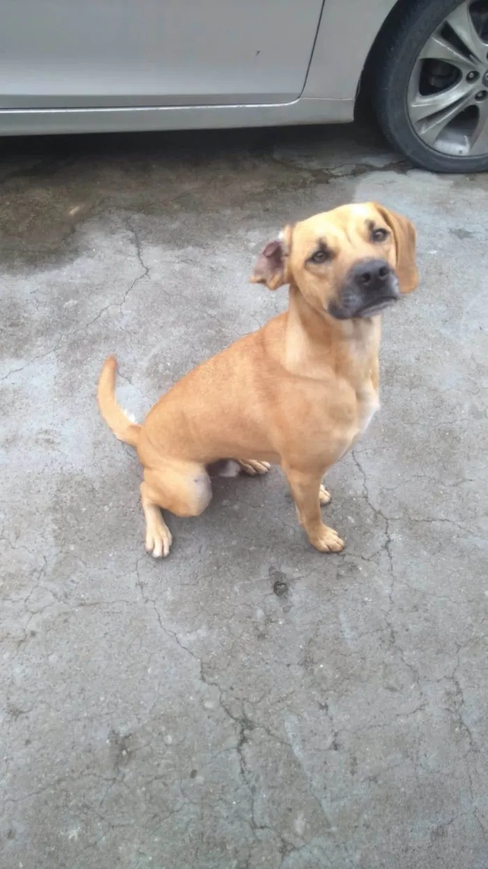 Cachorro ra a SRD-ViraLata idade 2 anos nome Scooby