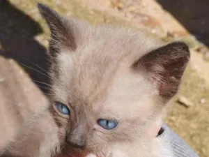 Gato raça SRD idade 2 a 6 meses nome Não temos nomes ainda 