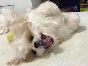 Cachorro raça Lhasa Apso idade 5 anos nome Poly