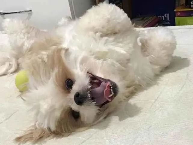 Cachorro ra a Lhasa Apso idade 5 anos nome Poly