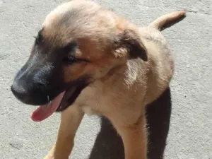 Cachorro raça Pudol idade 2 a 6 meses nome Filhotes