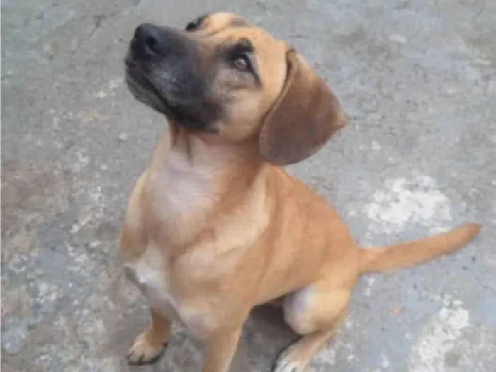 Cachorro ra a SRD-ViraLata idade 2 anos nome Apollo