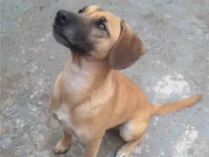 Cachorro raça SRD-ViraLata idade 2 anos nome Apollo