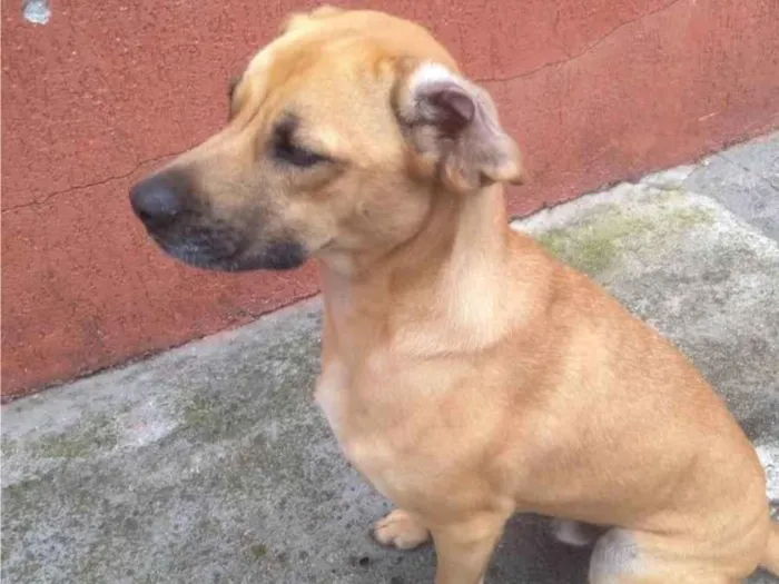 Cachorro ra a SRD-ViraLata idade 2 anos nome Scooby