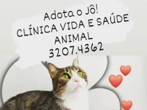 Gato raça SRD-ViraLata idade 1 ano nome JÔ