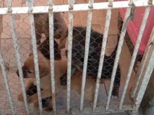 Cachorro raça Vira lata idade Abaixo de 2 meses nome Não tem