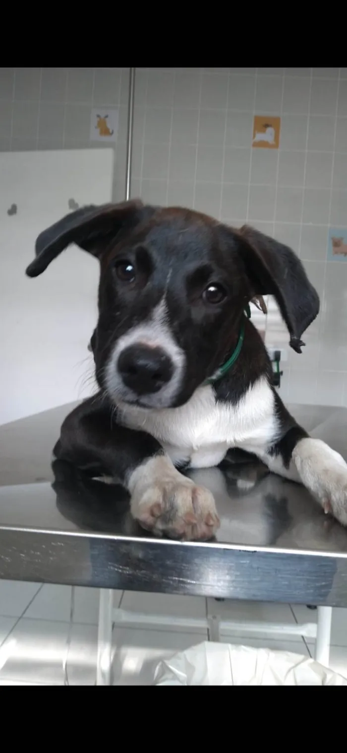Cachorro ra a SRD-ViraLata idade 2 a 6 meses nome Menino