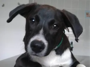 Cachorro raça SRD-ViraLata idade 2 a 6 meses nome Menino