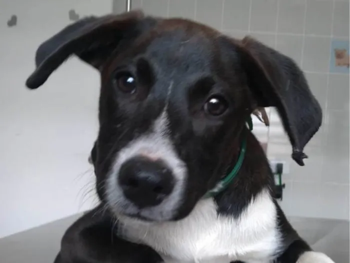 Cachorro ra a SRD-ViraLata idade 2 a 6 meses nome Menino