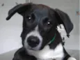 Menino