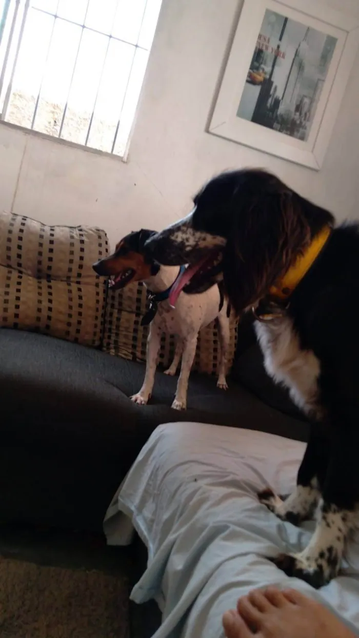 Cachorro ra a Cocker spaniel idade 2 anos nome Zeus 