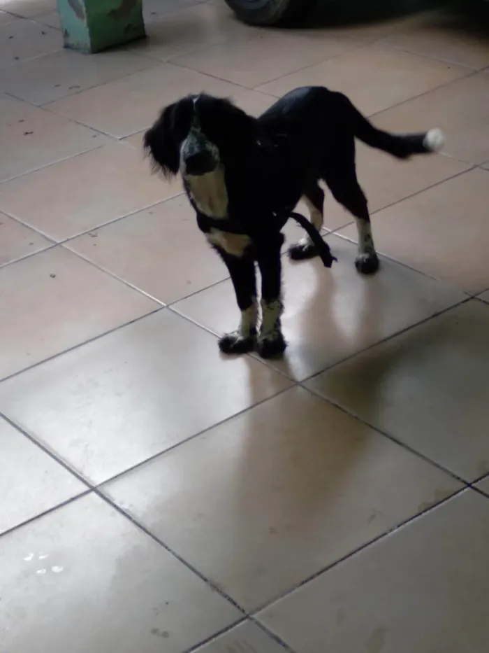Cachorro ra a Cocker spaniel idade 2 anos nome Zeus 