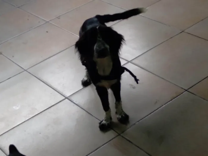 Cachorro ra a Cocker spaniel idade 2 anos nome Zeus 