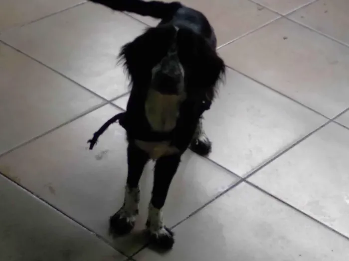Cachorro ra a Cocker spaniel idade 2 anos nome Zeus 