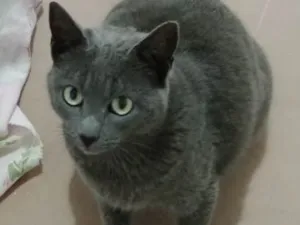 Gato raça Srd idade 1 ano nome Marye