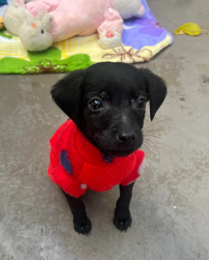 Cachorro raça SRD-ViraLata idade Abaixo de 2 meses nome Alan