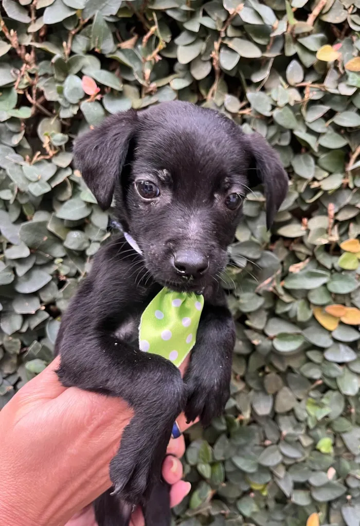 Cachorro raça SRD-ViraLata idade Abaixo de 2 meses nome Alan