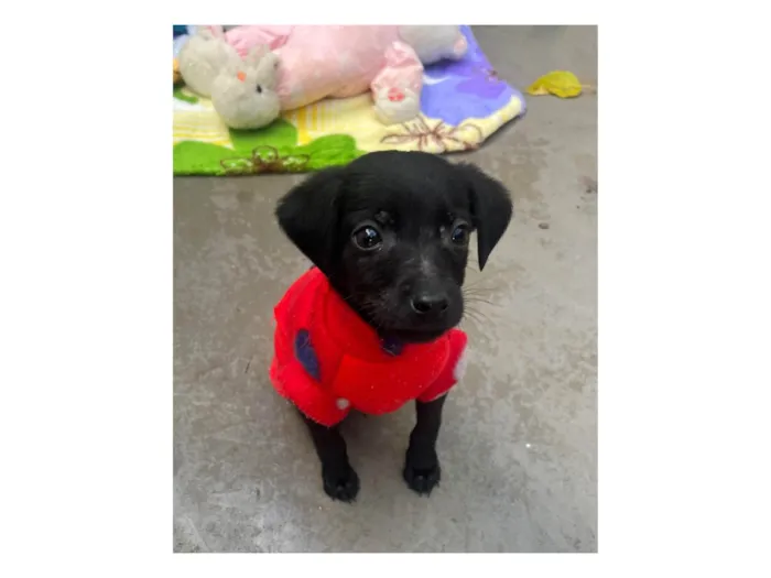 Cachorro raça SRD-ViraLata idade Abaixo de 2 meses nome Alan