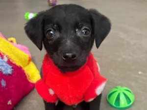 Cachorro raça SRD-ViraLata idade Abaixo de 2 meses nome Alan