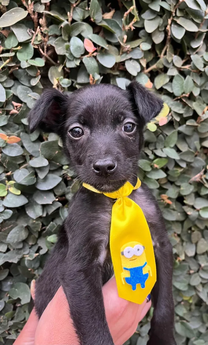 Cachorro raça SRD-ViraLata idade Abaixo de 2 meses nome Antônio 