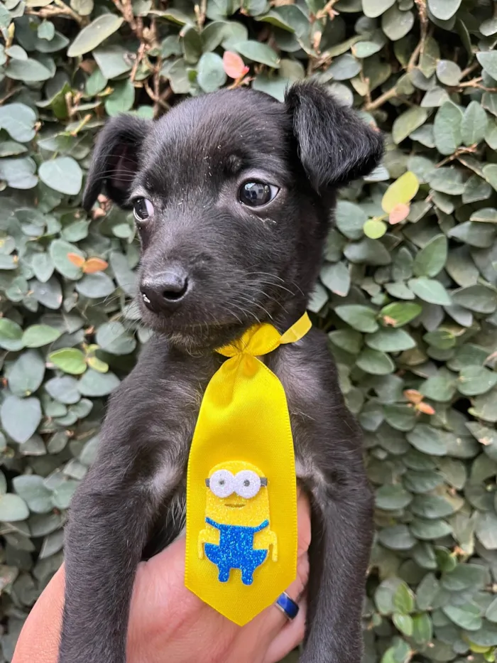 Cachorro raça SRD-ViraLata idade Abaixo de 2 meses nome Antônio 