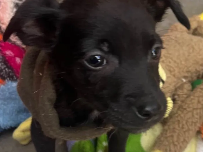 Cachorro raça SRD-ViraLata idade Abaixo de 2 meses nome Antônio 